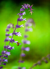 Closeup of purple and white Mexican sages flowers blooming in Spring against green soft focused background.