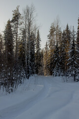 Nature Reserve of Russia, Arkhangelsk region Golubino.