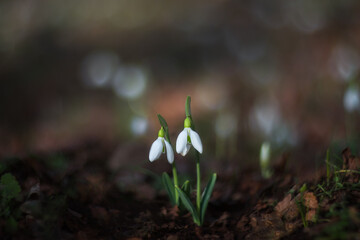 The flowers of the snowdrops (Galanthus nivalis). White snowdrops close-up on blurry background with beautiful bokeh. In the forest snowdrops are in bloom in the spring.