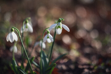 The flowers of the snowdrops (Galanthus nivalis). White snowdrops close-up on blurry background with beautiful bokeh. In the forest snowdrops are in bloom in the spring.