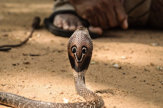 snake