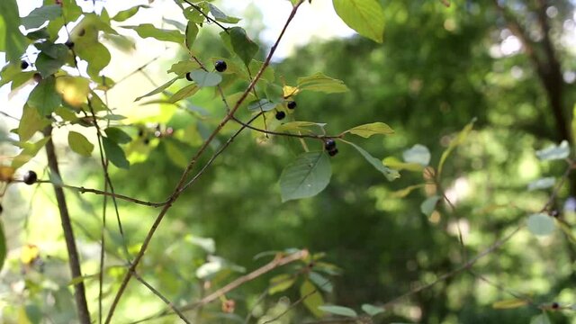 Forest poisonous plant wolf berries. Black fruit growing on bushes, medicinal, background