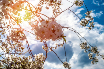 A look up at the spring blossoming branches of cherry flowers against the backdrop of the cloudy sky and the sun