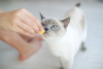 Scottish cat receives treats, feed the animal, the cat eats. High quality photo. - 417529756