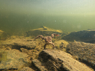 Common toad or European-toad, Bufo bufo in natural environment, floating on spring pond, showing his orange eyes - Czech Republic, Europe wildlife