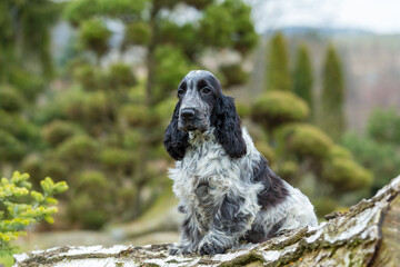 outdoor portrait of sitting english cocker spaniel, european champion, breeding station