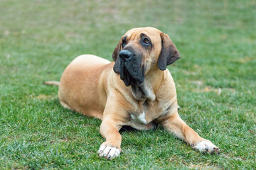 big young guardian dogs, female of Fila Brasileiro, Brazilian Mastiff, outdoor on green grass