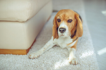 A small hound dog Beagle lies at home on a carpet. High quality photo.