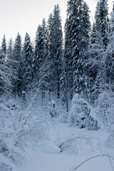 Nature Reserve of Russia, Arkhangelsk region Golubino.
