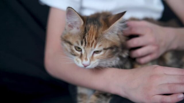4k. Boy holding young kurilian bobtail kitten sitting on the coach