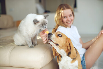 The child feeds the dog and cat together. House. Close-up. The concept of pet food, treat. High quality photo. - 417530350