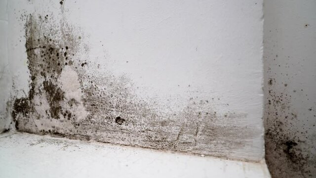 angle between door and white wall with black mold. dangerous fungus 