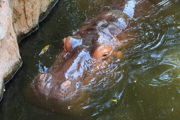 Hippo soak in water in summer hippo head