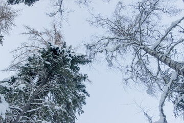 Nature Reserve of Russia, Arkhangelsk region Golubino.
