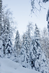 Nature Reserve of Russia, Arkhangelsk region Golubino.
