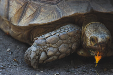 Naklejka premium A large turtle is eating orange fruit.