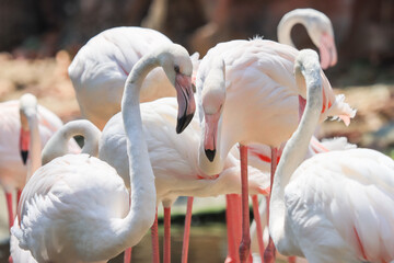 Naklejka premium Beautiful white and pink flamingos are enjoying their flocks.