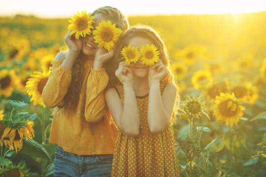 Girlfriends of the girl laugh and play sunflower. Baby girl in sunflowers. High quality photo.