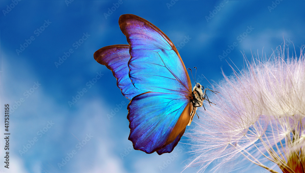 Poster natural pastel background. morpho butterfly and dandelion. seeds of a dandelion flower on a backgrou
