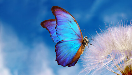 Natural pastel background. Morpho butterfly and dandelion. Seeds of a dandelion flower on a...