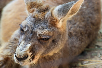 Fototapeta premium The lazy kangaroo is sleeping in the most comfortable position.