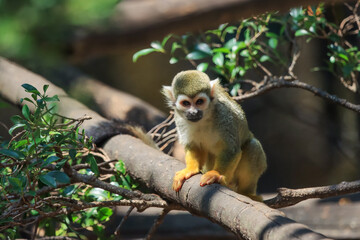Naklejka na ściany i meble Beautiful cute animal. Look at Squirrel monkey in ecuadorian jungle in amazon
