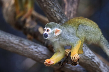 Beautiful cute animal. Look at Squirrel monkey in ecuadorian jungle in amazon