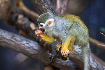 Beautiful cute animal. Look at Squirrel monkey in ecuadorian jungle in amazon