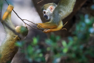 Beautiful cute animal. Look at Squirrel monkey in ecuadorian jungle in amazon