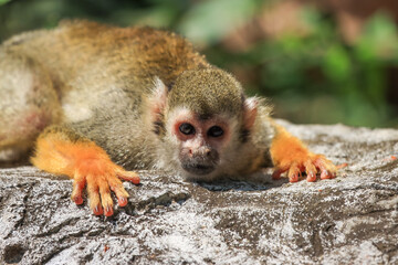 Look at Squirrel monkey in ecuadorian jungle in amazon