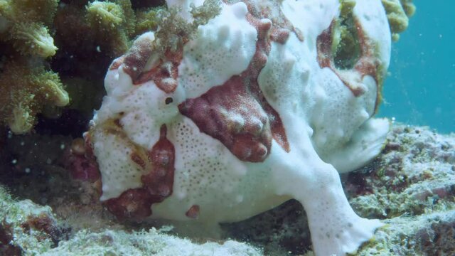 A red frogfish or anglerfish is floating underwater looking for food. The anglerfish are fish of the teleost order Lophiiformes. They are bony fish named for its characteristic mode of predation.