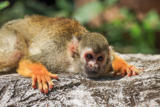 Look at Squirrel monkey in ecuadorian jungle in amazon