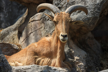 Obraz premium The long horned goat was staring.
