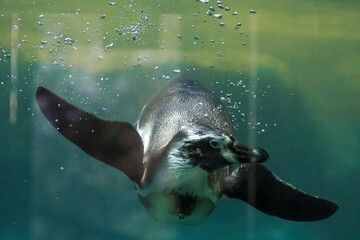 Naklejka premium Penguins swim under water and sunbathe
