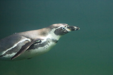 Naklejka premium Penguins swim under water and sunbathe