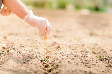 Planting Calendar, Start Vegetable Seeds. Growing Vegetables from Seed. Gloved hand planting seeds in soil in rows. Selective focus