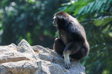 Lar gibbon white handed gibbon ape monkey portrait close up