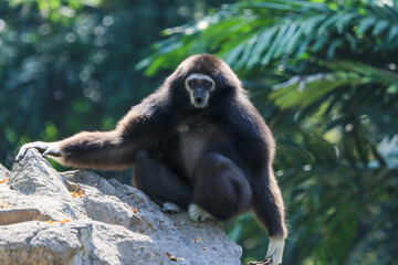Lar gibbon white handed gibbon ape monkey portrait close up