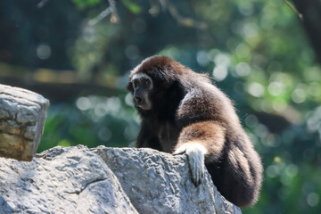 Lar gibbon white handed gibbon ape monkey portrait close up