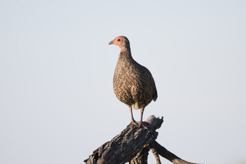 Kruger National Park: Dwainson's spurfowl