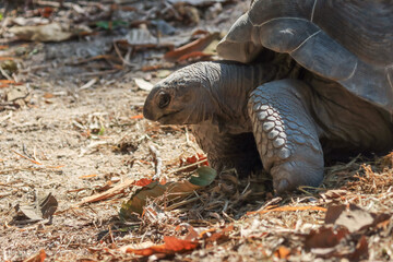 Obraz premium A big turtle in summer is eating leaves.