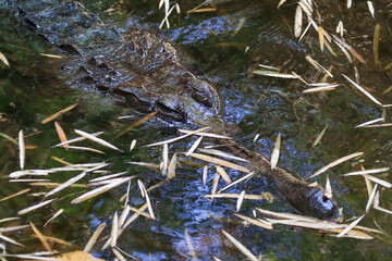 The crocodile emerged from the water with horrible eyes and had beautiful skin markings on its body.