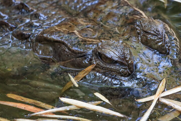 The crocodile emerged from the water with horrible eyes and had beautiful skin markings on its body.