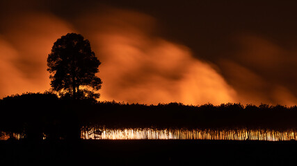 Manmade wildfires and thick smoke on sugarcane plantation during harvesting season  with rubber tree plantation in foreground