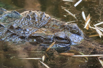 The crocodile emerged from the water with horrible eyes and had beautiful skin markings on its body.