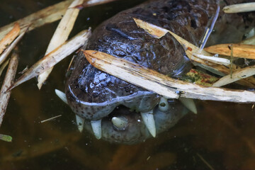 The crocodile emerged from the water with horrible eyes and had beautiful skin markings on its body.