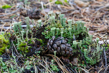 Lichens cladonia pyxidata on pine forest floor. Trumpets. Camposagrado pine forest, León, Spain.