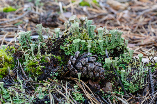 Lichens cladonia pyxidata on pine forest floor. Trumpets. Camposagrado pine forest, León, Spain.