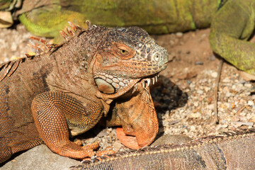 Close up of a large green iguana (Latin name Iguana iguana) defending its territory in the south Florida keys (Key West). Iguanas are not native to Florida and are considered an invasive species.