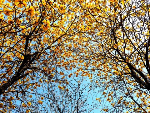 Golden trumpet tree or Yellow ipe tree (Handroanthus chrysotrichus)
